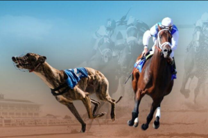 Horse Racing vs Dog Racing
